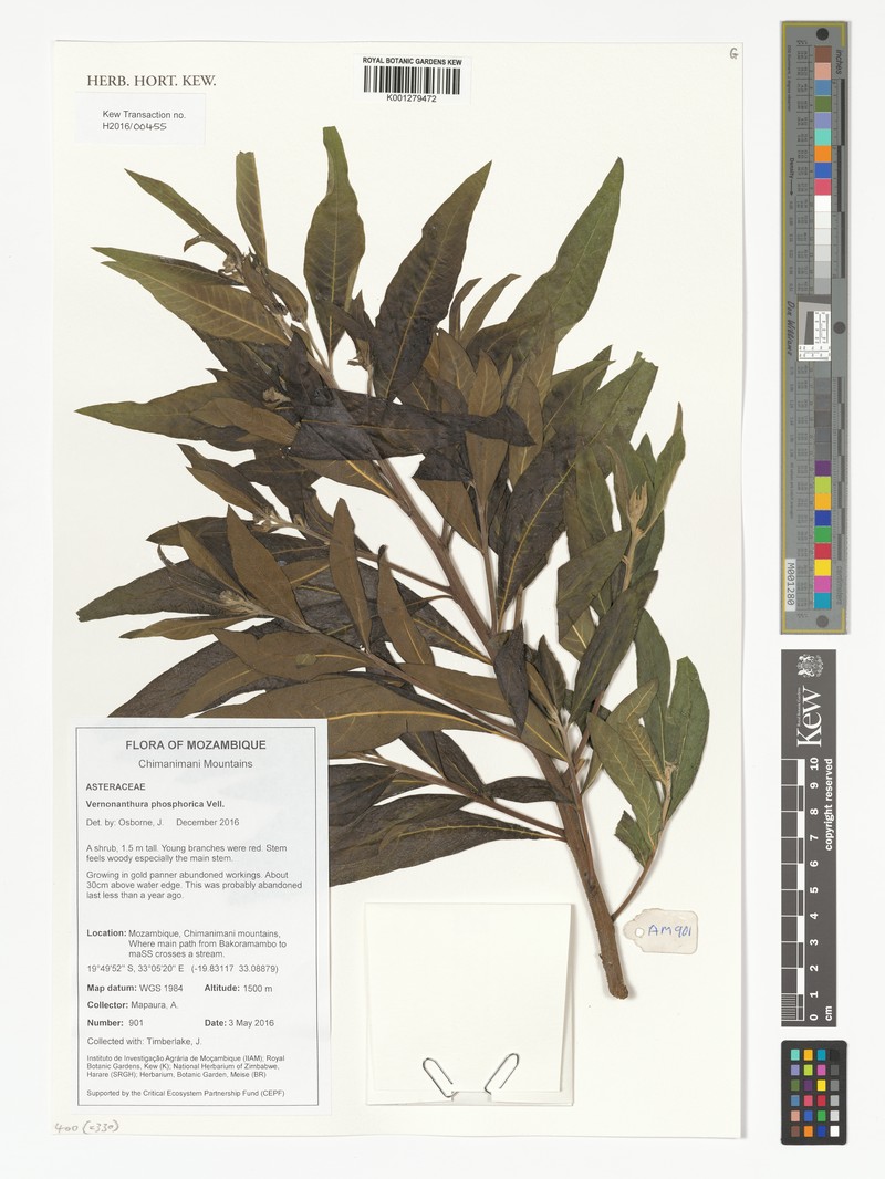 Vernonanthura phosphorica photo 6
