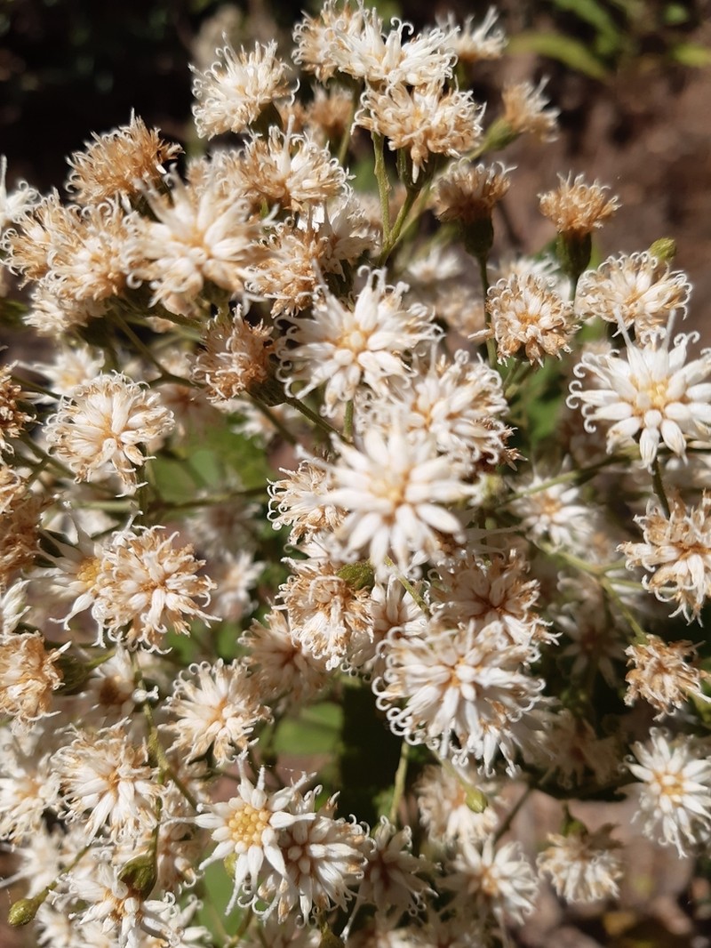 Vernonanthura pinguis