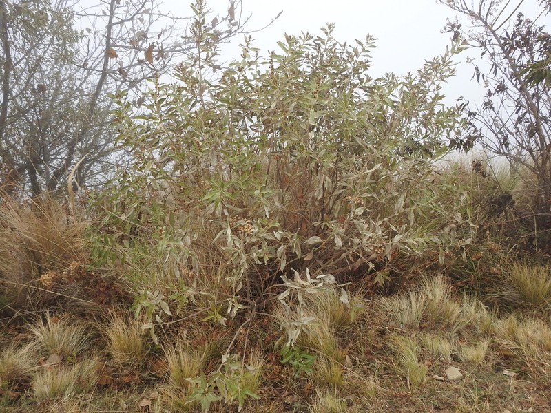 Vernonanthura pinguis photo 2