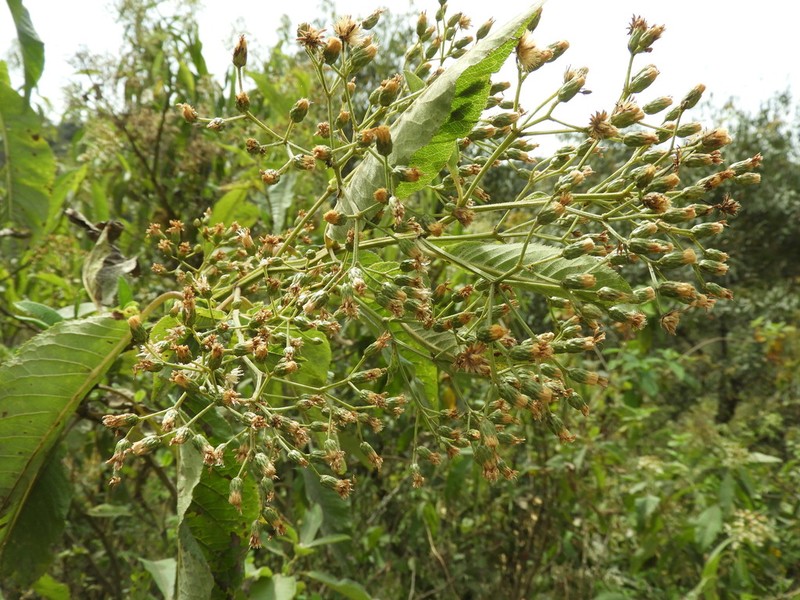 Vernonanthura pinguis photo 6