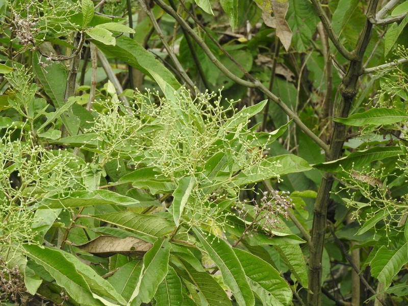 Vernonanthura pinguis photo 8