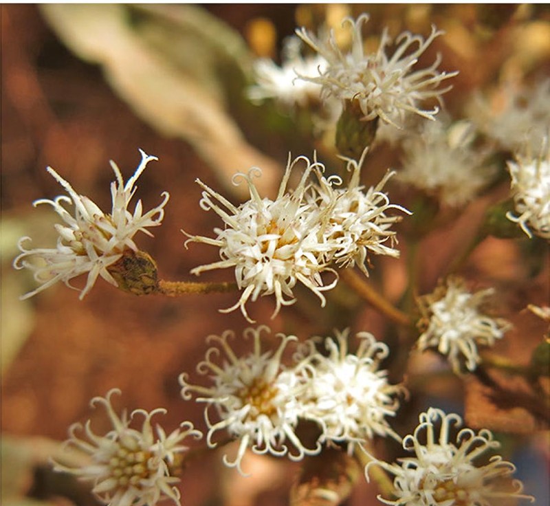 Vernonanthura polyanthes