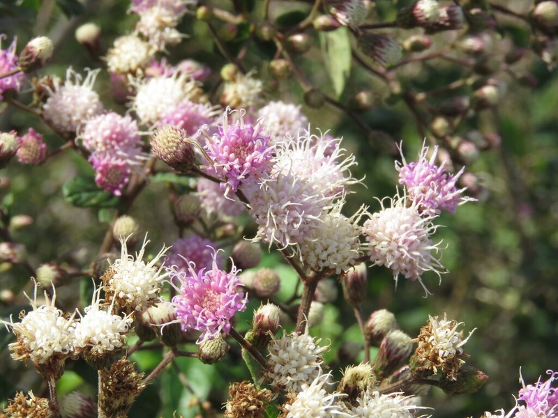 Vernonanthura polyanthes photo 2