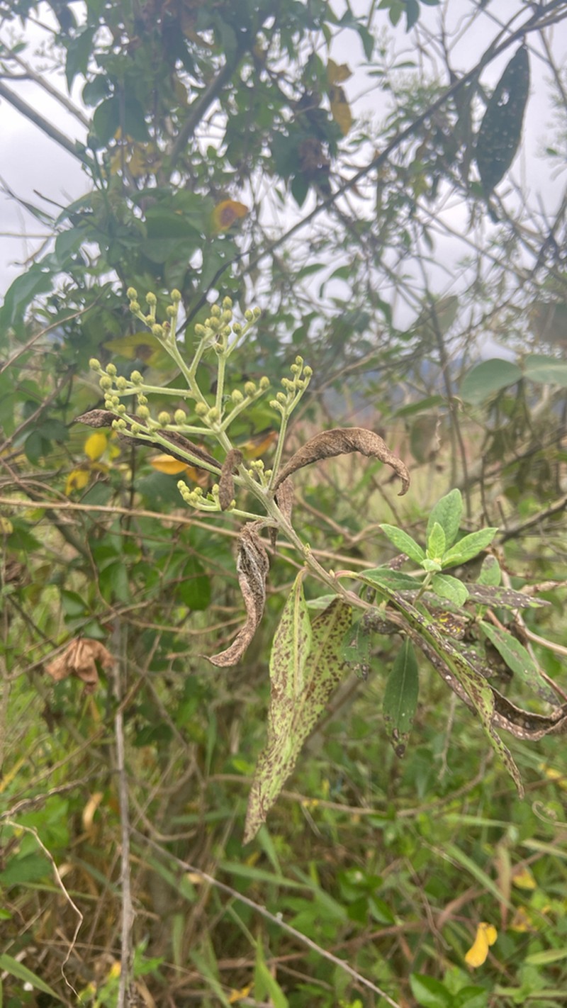 Vernonanthura polyanthes photo 3