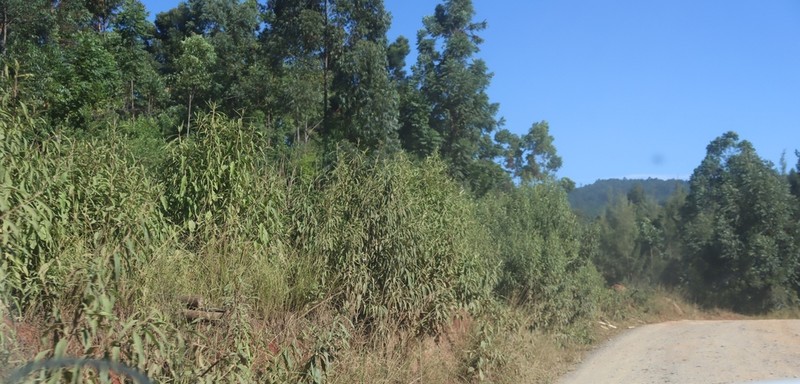 Vernonanthura polyanthes photo 6