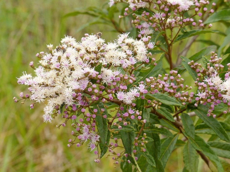 Vernonanthura polyanthes photo 7