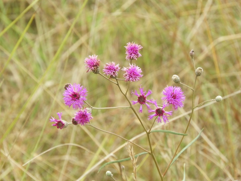 Vernonanthura pseudolinearifolia