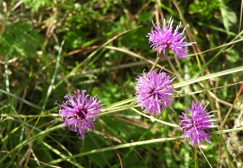 Vernonanthura pseudolinearifolia photo 2