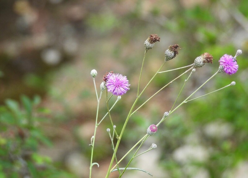 Vernonanthura pseudolinearifolia photo 4