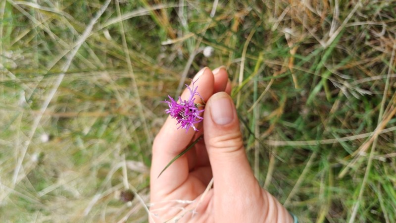 Vernonanthura pseudolinearifolia photo 5