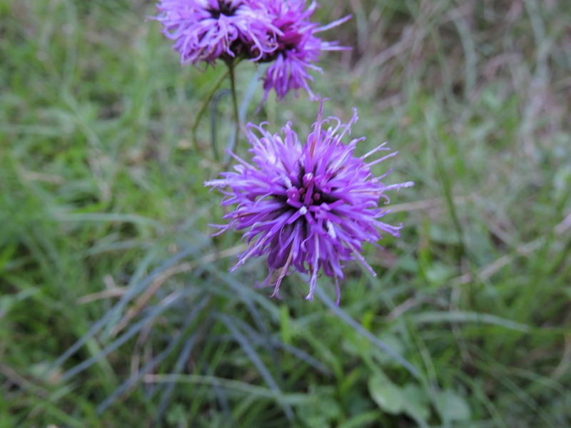 Vernonanthura pseudolinearifolia photo 6
