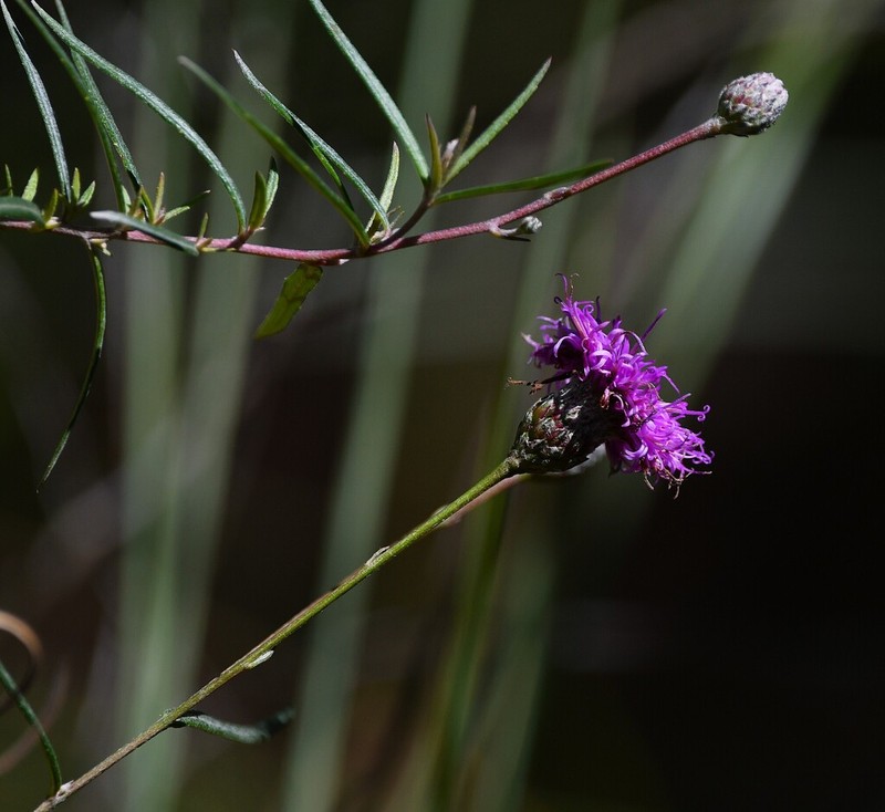 Vernonanthura pseudolinearifolia photo 7