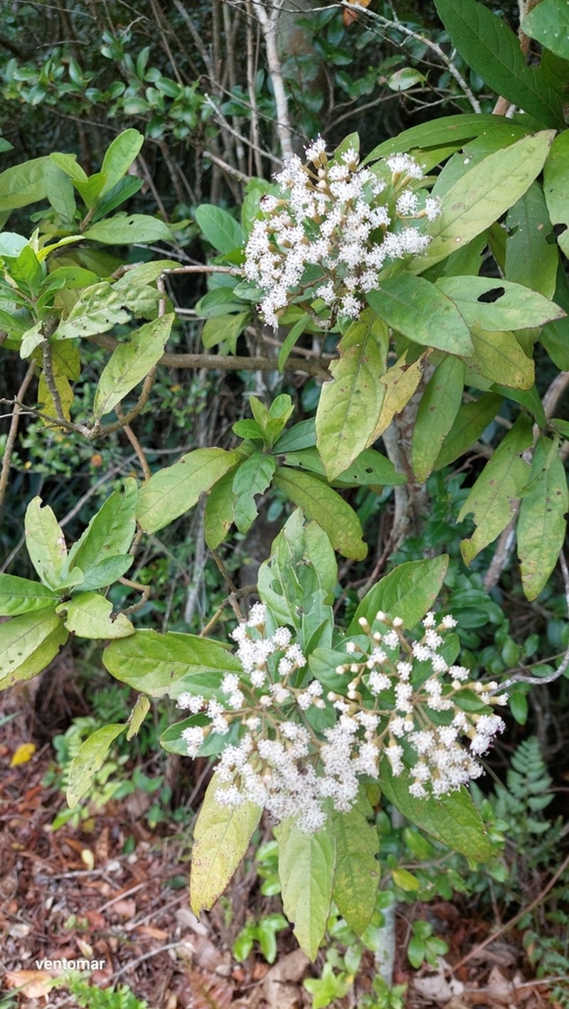 Vernonanthura puberula