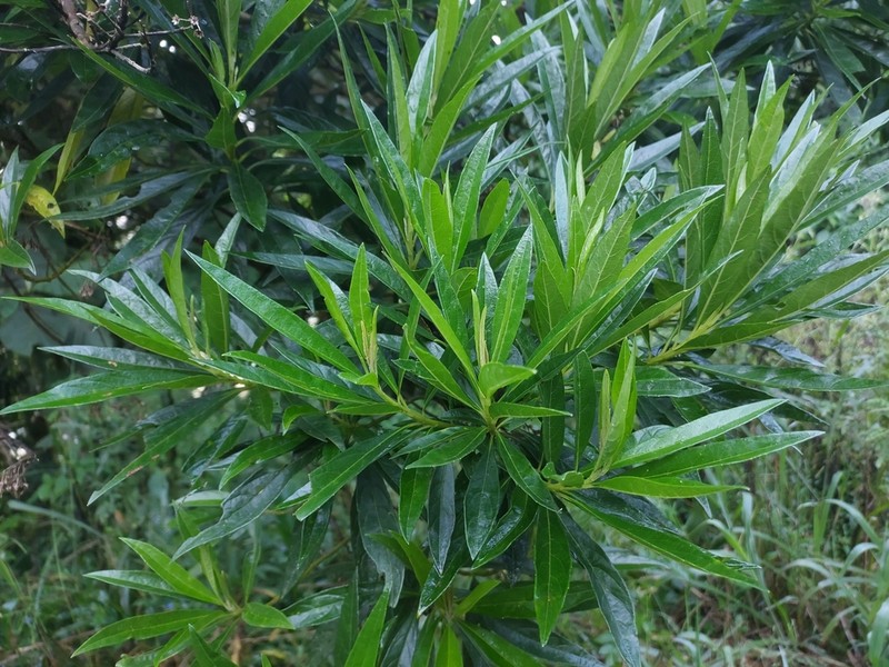 Vernonanthura puberula photo 6