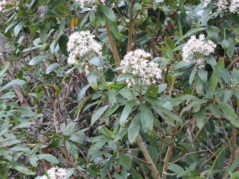 Vernonanthura puberula photo 7
