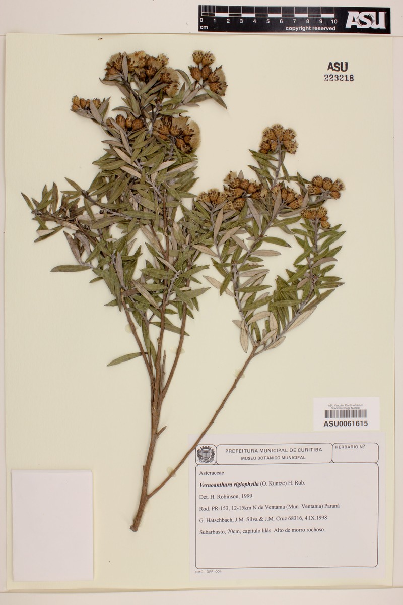 Vernonanthura rigiophylla