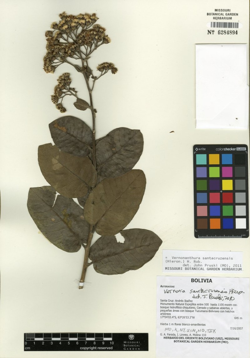 Vernonanthura santacruzensis