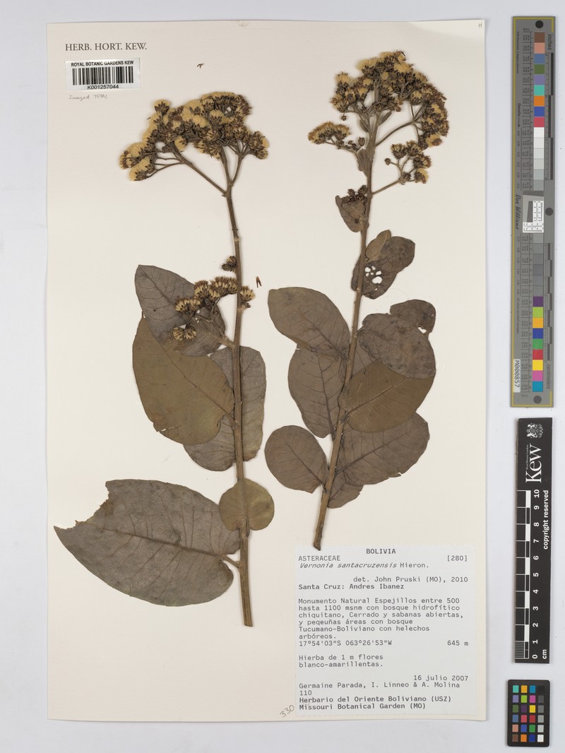 Vernonanthura santacruzensis photo 2
