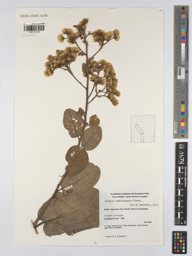 Vernonanthura santacruzensis photo 3