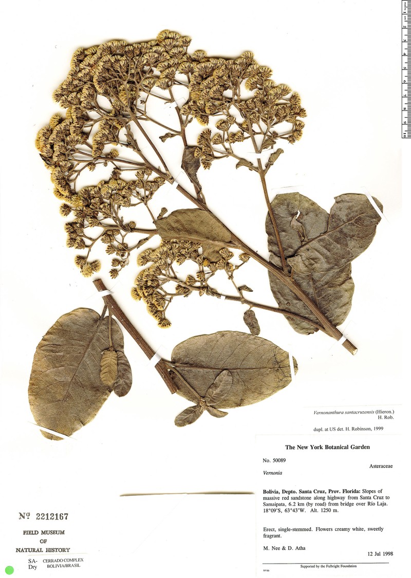 Vernonanthura santacruzensis photo 4