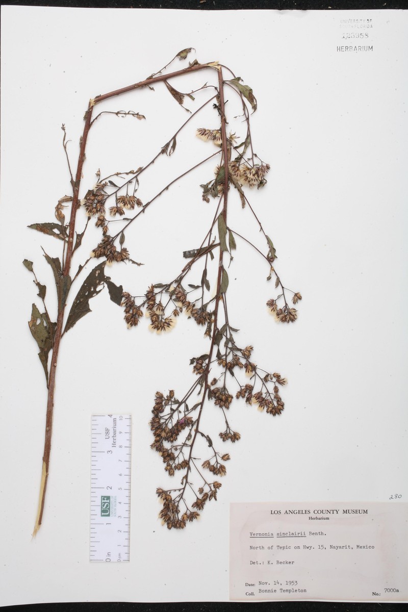 Vernonanthura sinclairii