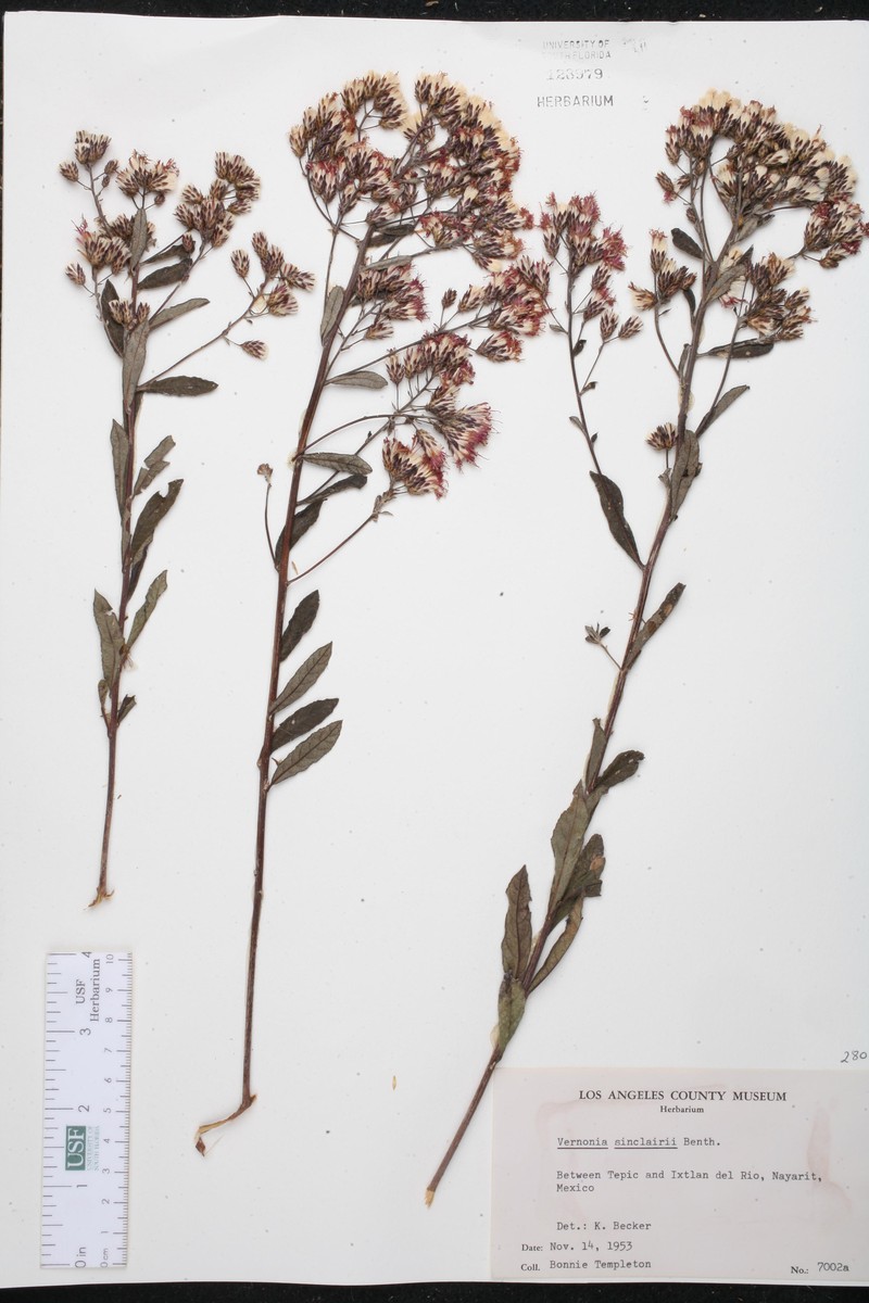 Vernonanthura sinclairii photo 2