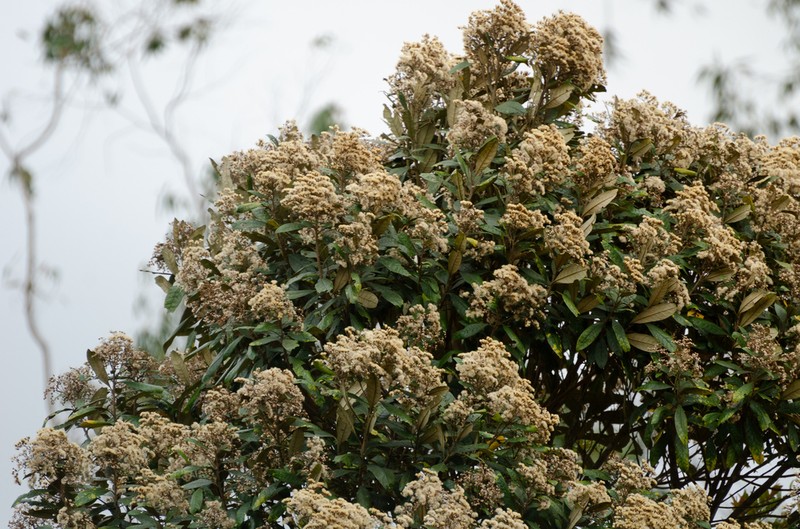 Vernonanthura spathulata