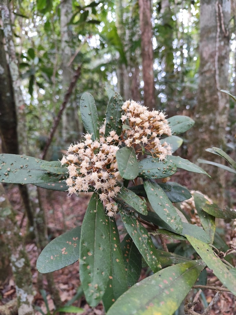 Vernonanthura spathulata photo 2