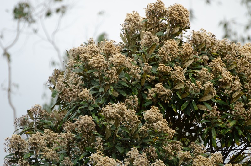 Vernonanthura spathulata photo 3