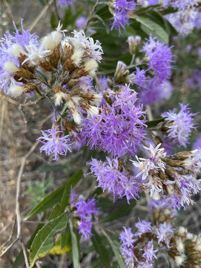 Vernonanthura squamulosa