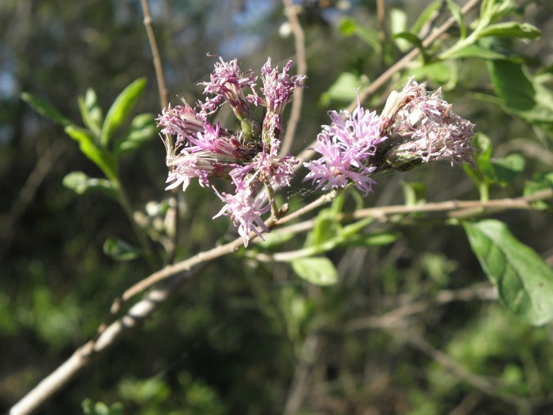 Vernonanthura squamulosa photo 2