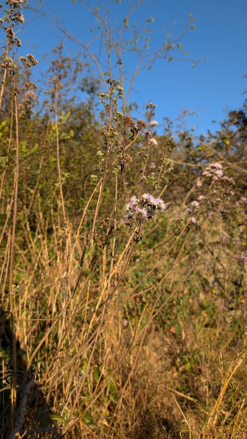 Vernonanthura squamulosa photo 5