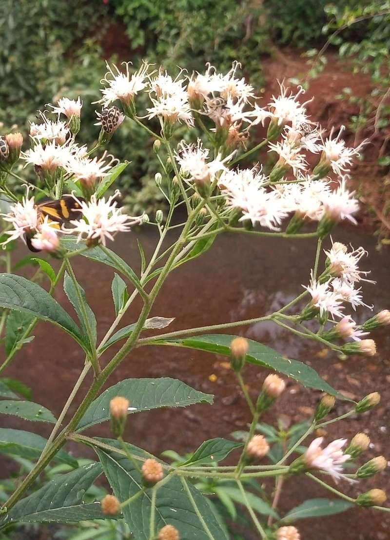 Vernonanthura tweedieana