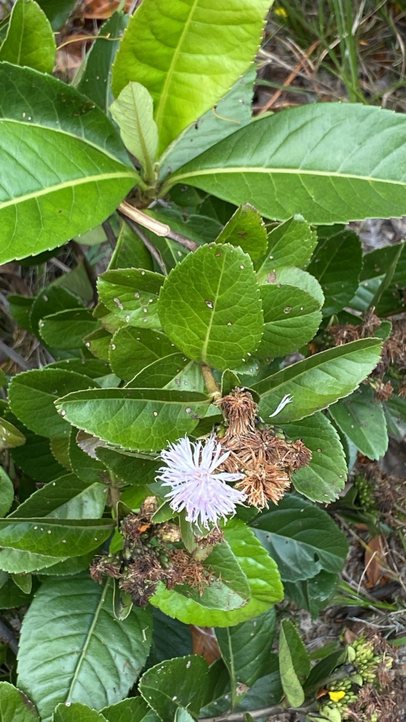 Vernonanthura vinhae photo 2