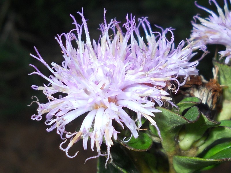 Vernonanthura vinhae photo 3
