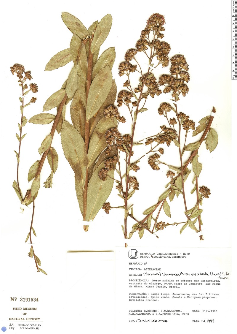 Vernonanthura viscidula