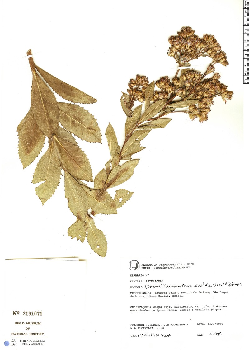 Vernonanthura viscidula photo 2