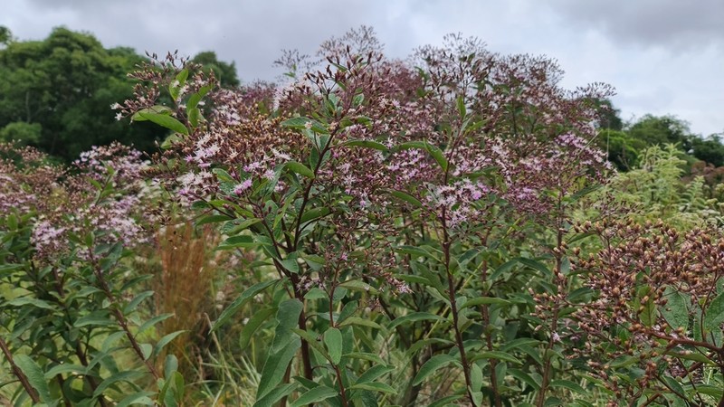 Vernonanthura westiniana