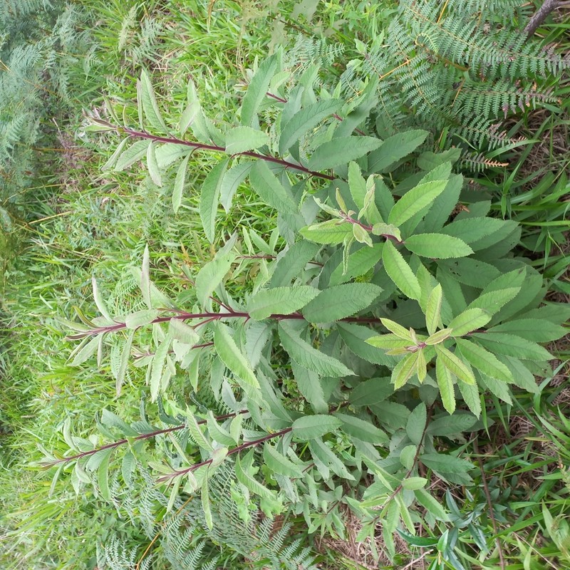 Vernonanthura westiniana photo 2