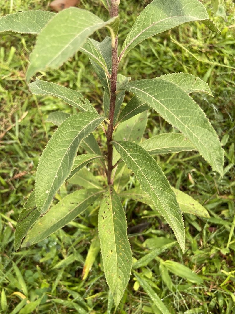 Vernonanthura westiniana photo 3