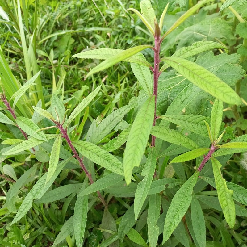 Vernonanthura westiniana photo 4