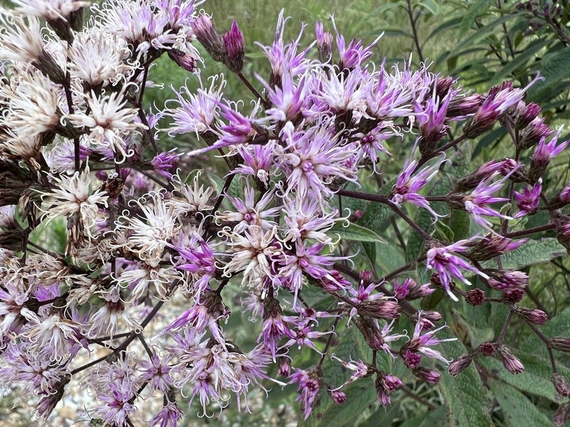 Vernonanthura westiniana photo 5