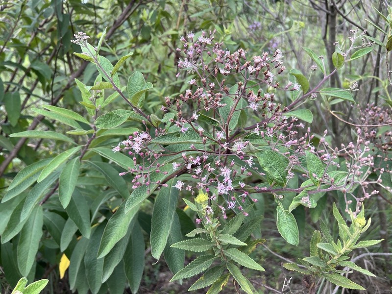 Vernonanthura westiniana photo 8