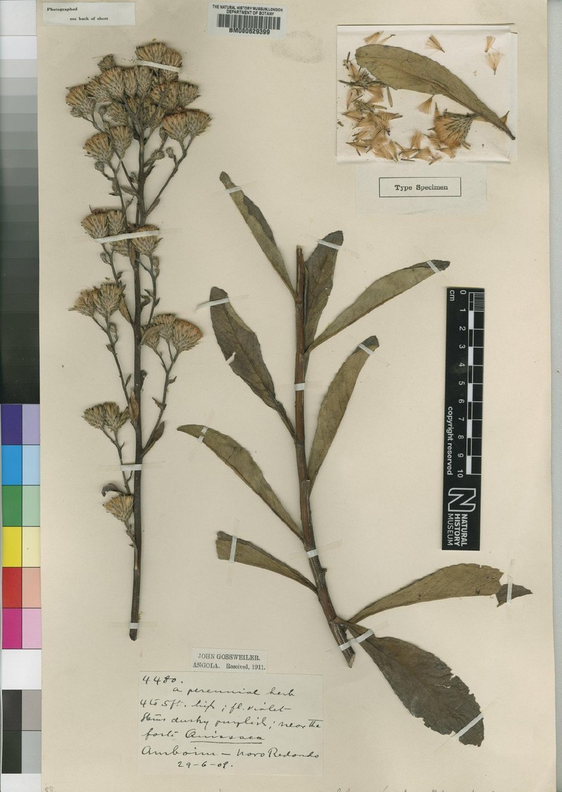 Ironweed