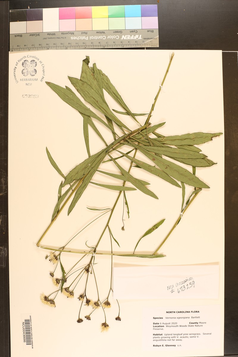 Ironweed