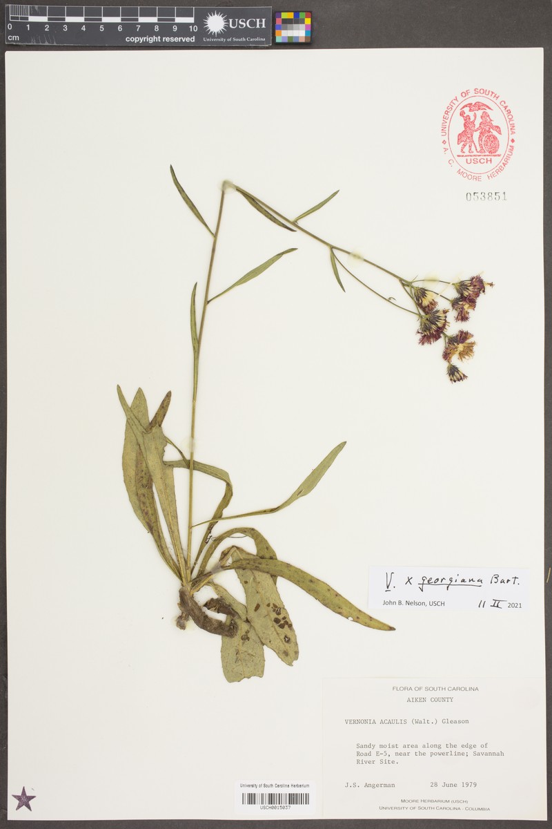Ironweed photo 3