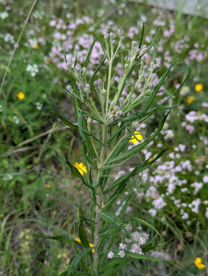 Vernonia guadalupensis