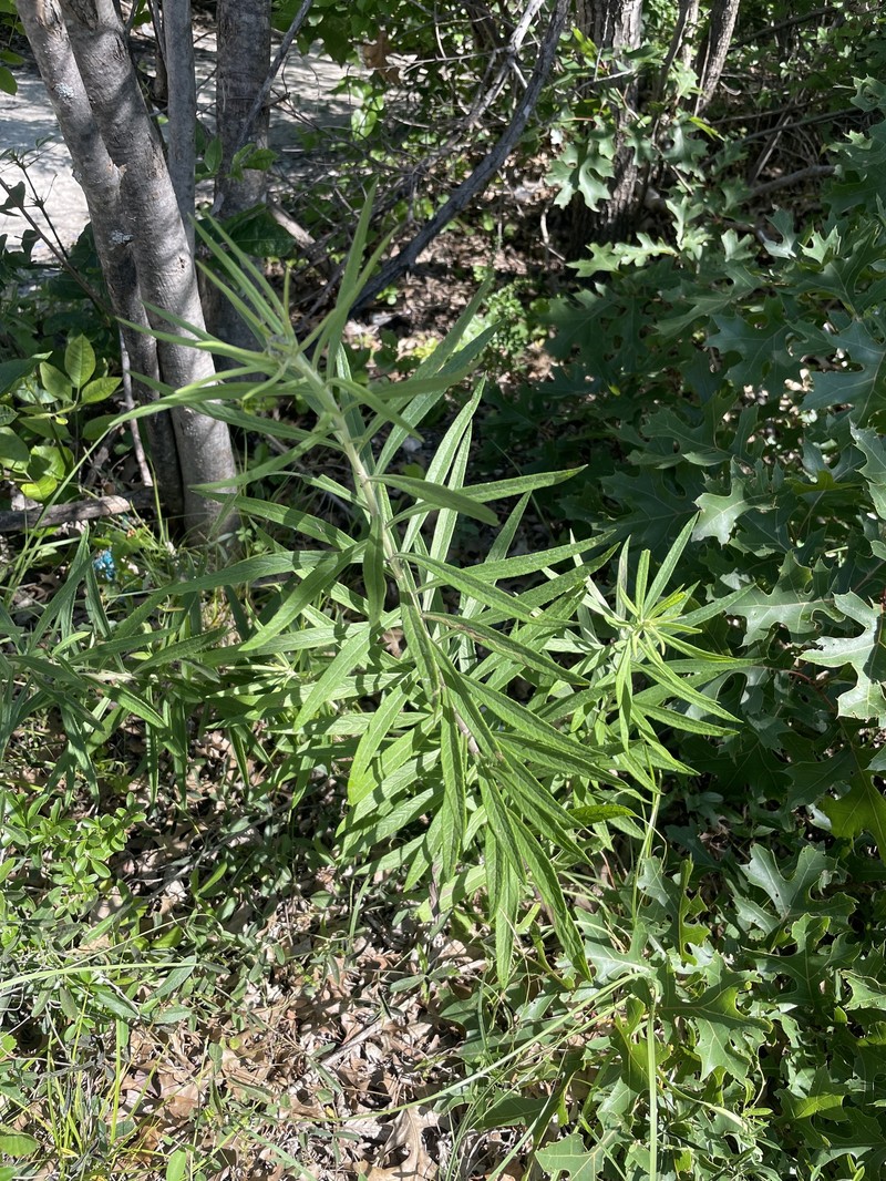 Vernonia guadalupensis photo 2