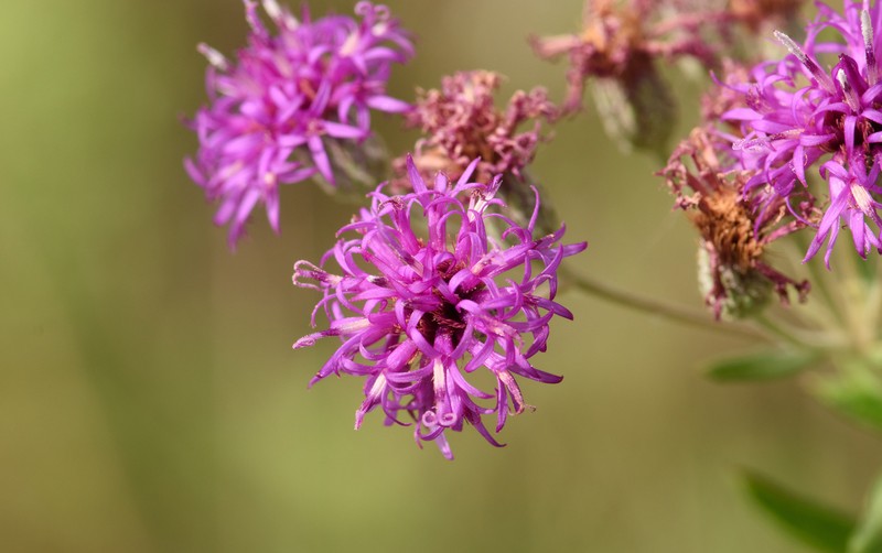 Vernonia guadalupensis photo 4
