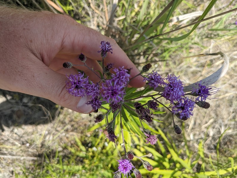 Vernonia guadalupensis photo 5